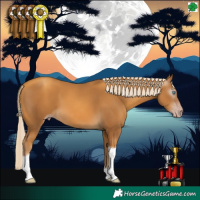 Horse Color:Gray Gold Cream Champagne Tobiano 