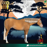 Horse Color:Gray Gold Cream Champagne Tobiano 