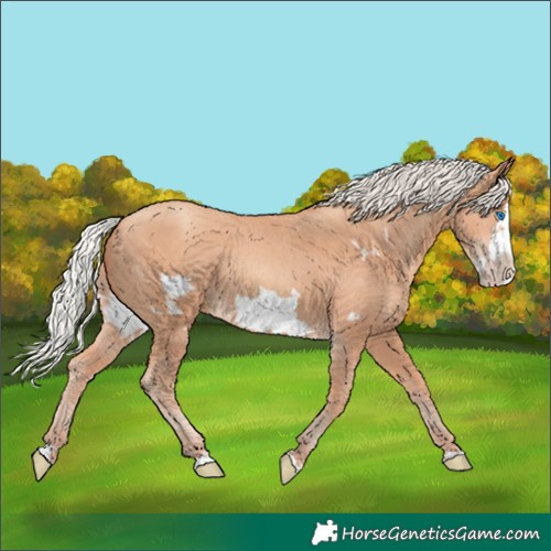 Horse Color:Silver Amber Champagne Frame 