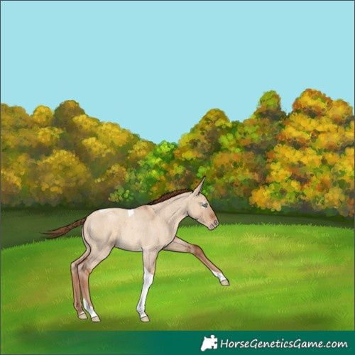 Horse Color:Gray Gold Champagne Roan Dun Tobiano 