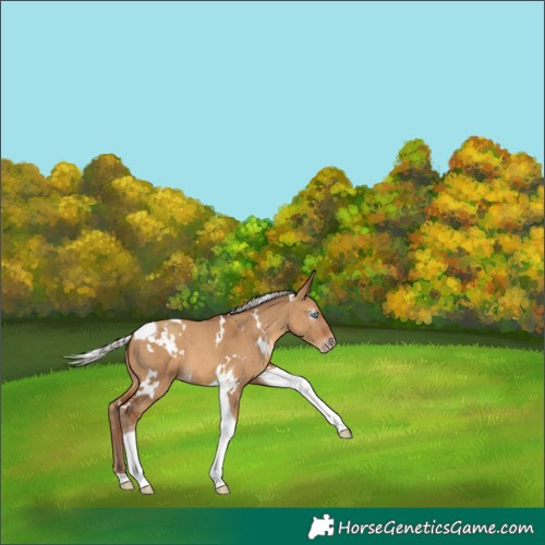 Horse Color:Gray White Spotted Silver Amber Champagne Dun Tobiano 