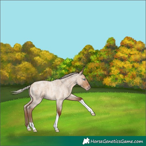 Horse Color:Gray Silver Amber Champagne Roan Dun Tobiano 