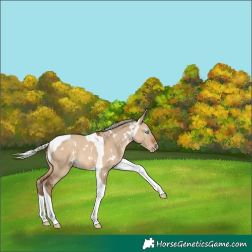 Horse Color:Gray White Spotted Silver Amber Champagne Dun Tobiano 