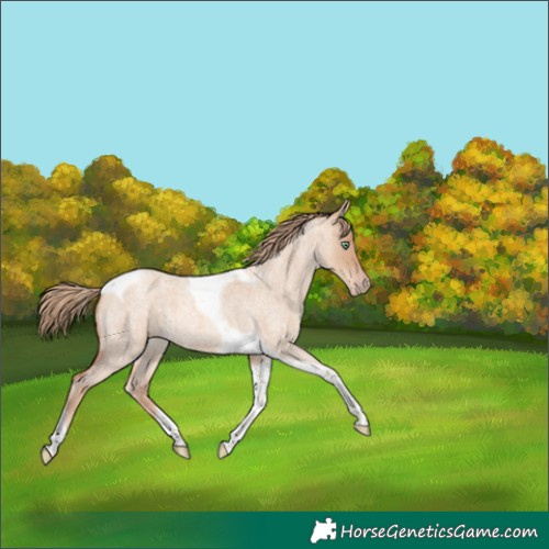 Horse Color:Gold Champagne Roan Dun Tobiano 