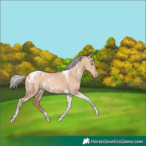 Horse Color:White Spotted Silver Sable Champagne Dun Tobiano 