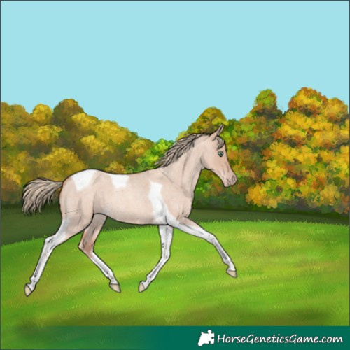 Horse Color:Gold Champagne Roan Dun Tobiano 
