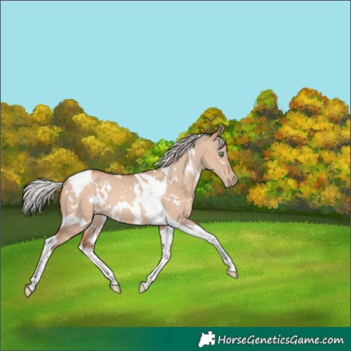 Horse Color:White Spotted Silver Sable Champagne Dun Tobiano 
