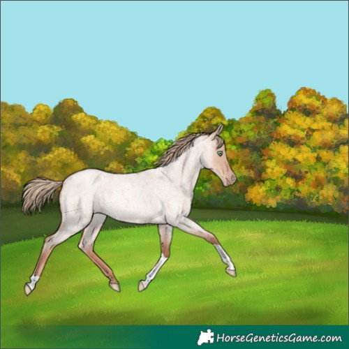 Horse Color:Gold Champagne Roan Dun Tobiano 