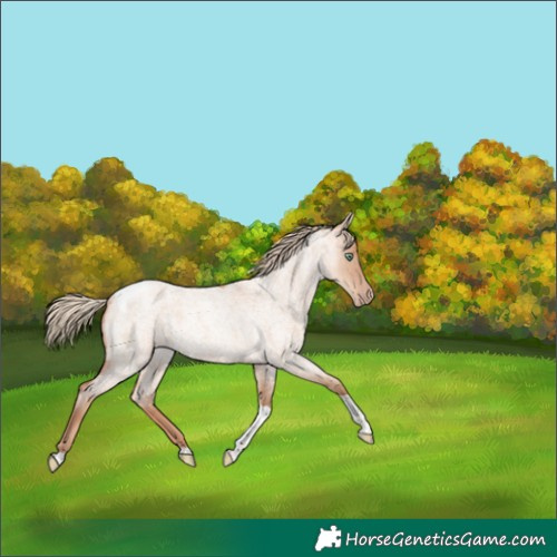 Horse Color:Gold Champagne Roan Dun Tobiano 