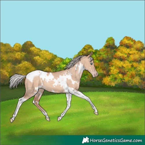 Horse Color:White Spotted Silver Sable Champagne Dun Tobiano 