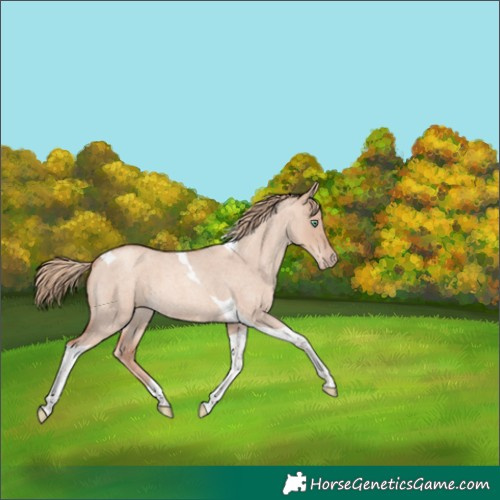 Horse Color:Gold Champagne Roan Dun Tobiano 