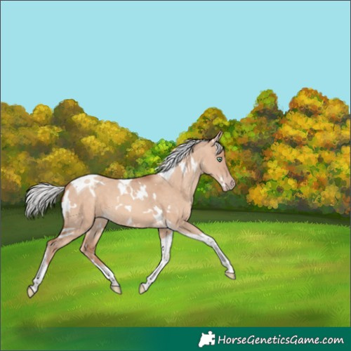 Horse Color:White Spotted Silver Sable Champagne Dun Tobiano 