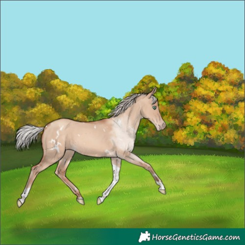 Horse Color:White Spotted Silver Classic Champagne Dun Tobiano 