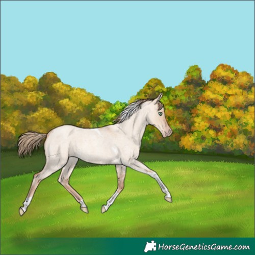 Horse Color:Gold Champagne Roan Dun Tobiano 