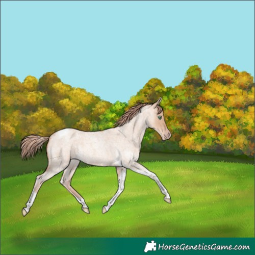 Horse Color:Gold Champagne Roan Dun Tobiano 