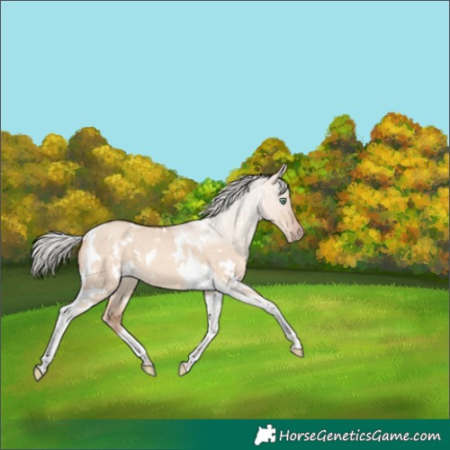 Horse Color:White Spotted Silver Sable Champagne Dun Tobiano 