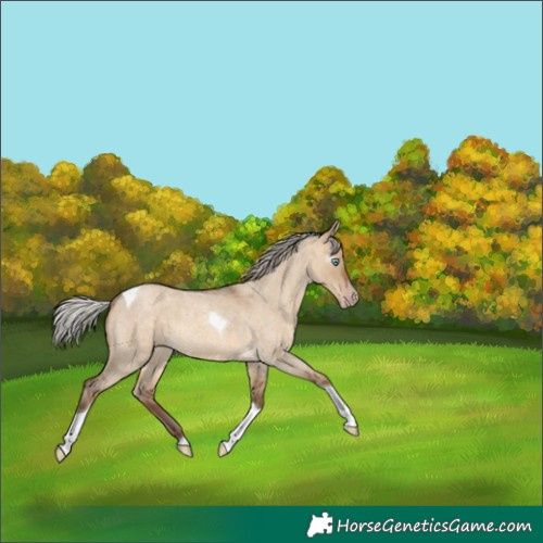 Horse Color:Gray Silver Amber Champagne Roan Dun Tobiano 