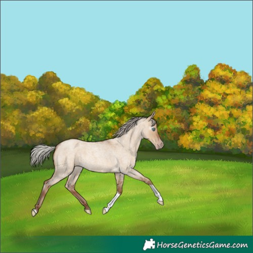 Horse Color:Gray Silver Classic Champagne Roan Dun Tobiano 