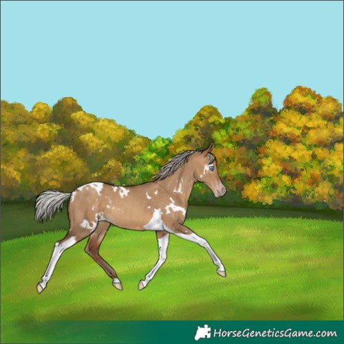 Horse Color:Gray White Spotted Silver Sable Champagne Dun Tobiano 