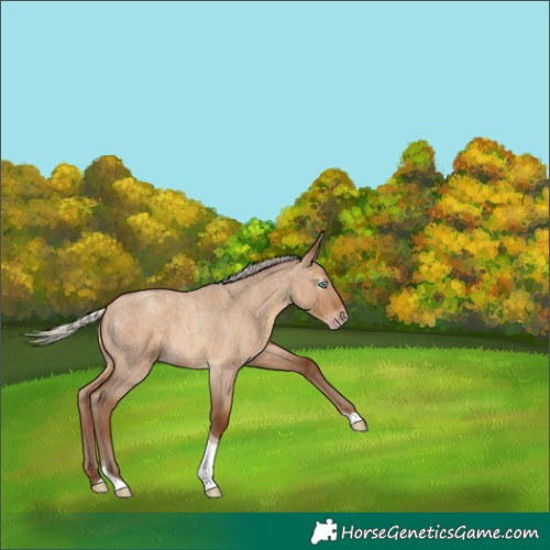 Horse Color:Gray Silver Amber Champagne Roan Dun Tobiano 