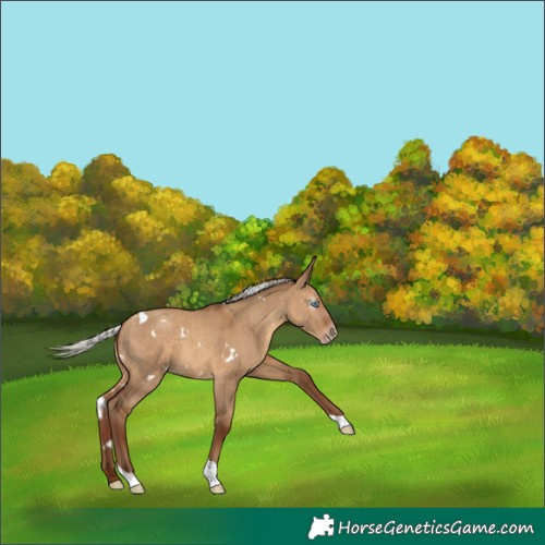 Horse Color:Gray White Spotted Silver Amber Champagne Dun Tobiano 