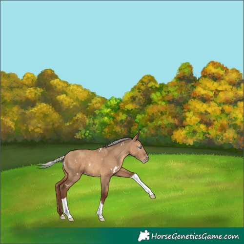 Horse Color:Gray White Spotted Silver Amber Champagne Dun Tobiano 