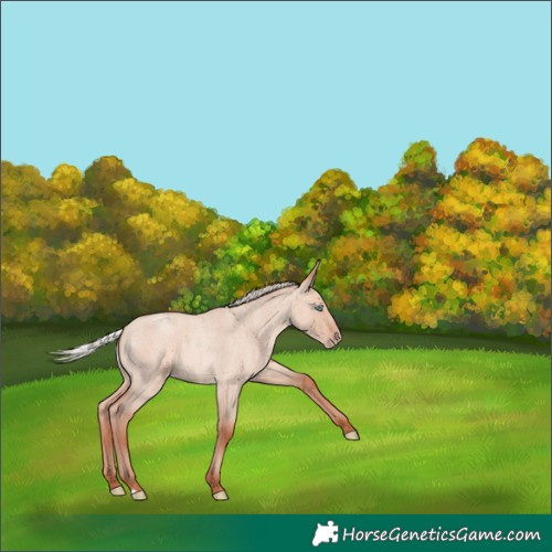 Horse Color:Silver Amber Champagne Roan Dun 