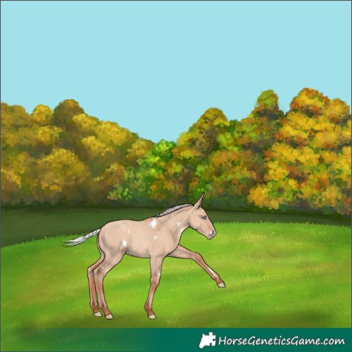 Horse Color:White Spotted Silver Sable Champagne Dun 