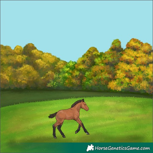 Horse Color:Bay Appaloosa 