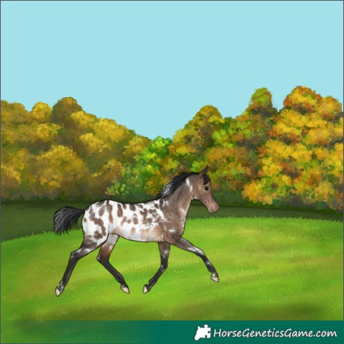 Horse Color:White Spotted Brown Dun Appaloosa Rabicano Brindle 
