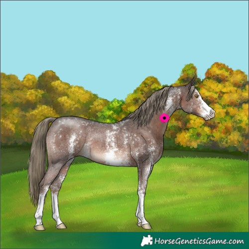 Horse Color:Liver Chestnut Sabino Rabicano 