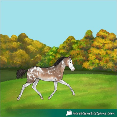 Horse Color:White Spotted Bay Dun Splash Blanket Rabicano Brindle 