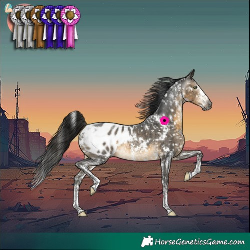 Horse Color:Gray White Spotted Buckskin Sabino Blanket Rabicano 