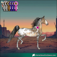 Horse Color:Gray White Spotted Buckskin Sabino Appaloosa Rabicano 