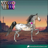 Horse Color:Gray White Spotted Buckskin Sabino Blanket Rabicano 