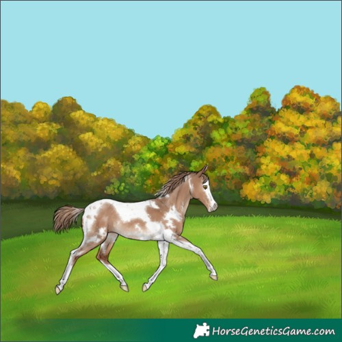 Horse Color:White Spotted Liver Red Dun Splash Tobiano Rabicano 