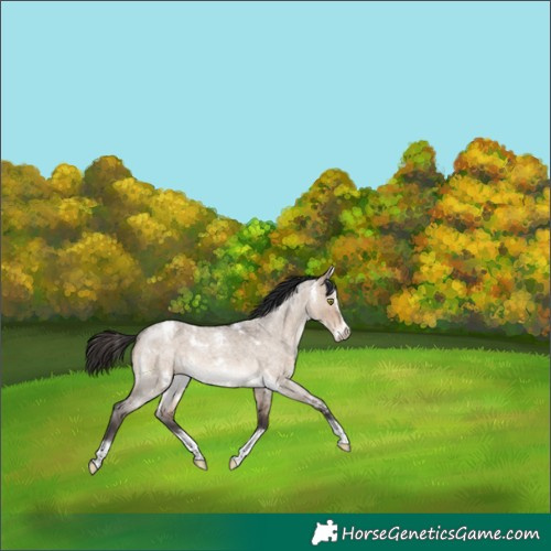 Horse Color:White Spotted Brown Roan Dun Splash 