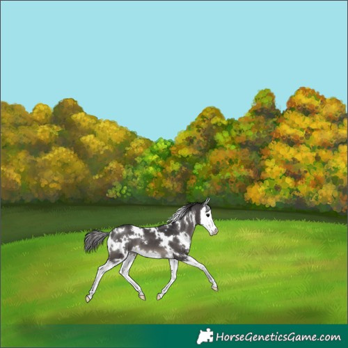 Horse Color:White Spotted Smoky Black Splash 