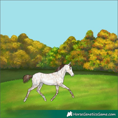 Horse Color:Brown Roan Pearl Dun Frame Appaloosa 