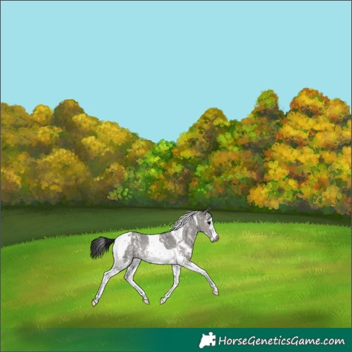 Horse Color:Gray Grullo Sabino Tobiano 