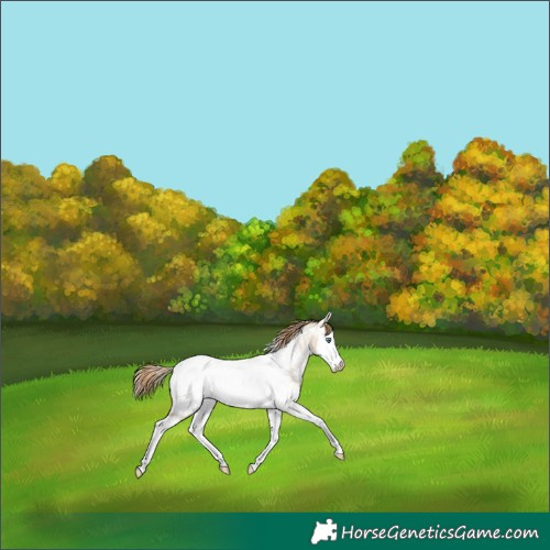Horse Color:White Spotted Smoky Grullo Pearl Splash Near Fewspot 