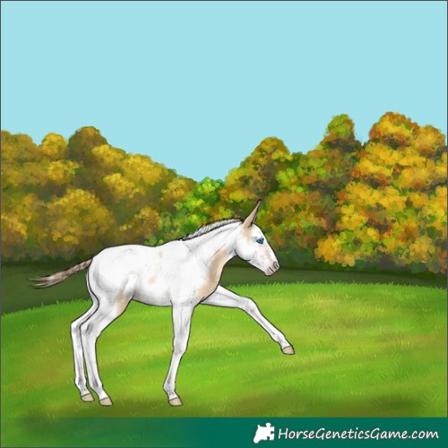 Horse Color:Gray Gold Champagne Dun Splash Tobiano Frame Rabicano 