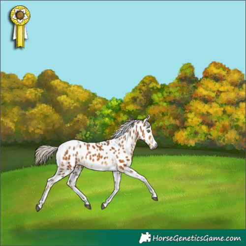 Horse Color:Gray Palomino Tobiano Frame Leopard Rabicano 