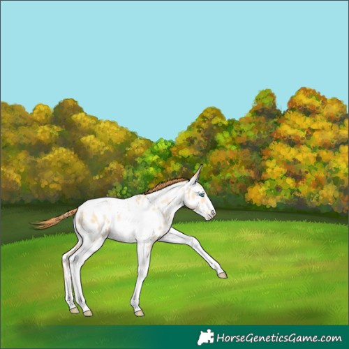 Horse Color:Buckskin Pearl Dun Tobiano Frame Near Leopard Rabicano 
