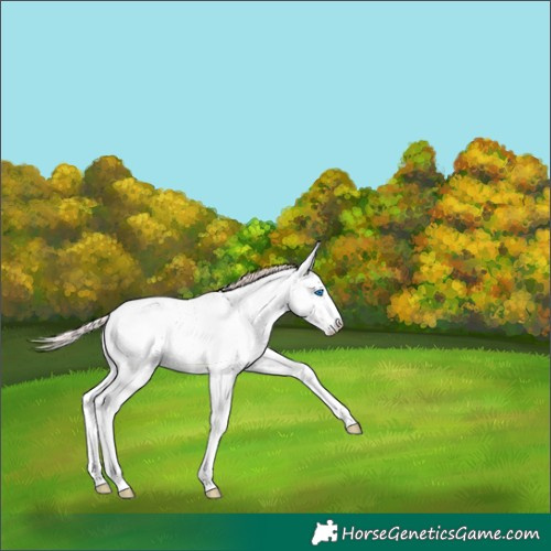 Horse Color:Perlino Dun Sabino Splash Near Leopard 