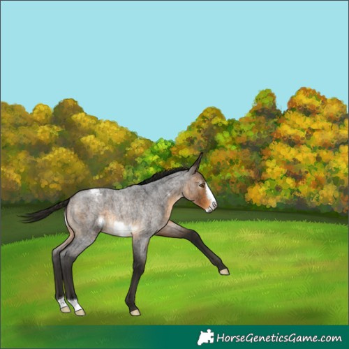 Horse Color:Gray Buckskin Roan Frame Varnish 