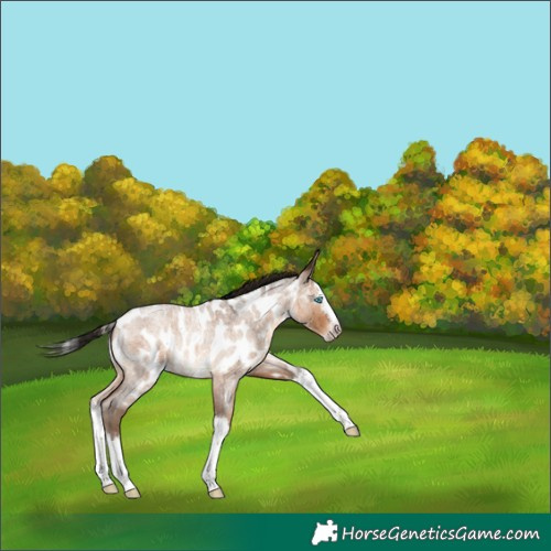 Horse Color:Gray Amber Champagne Roan Splash Near Leopard 