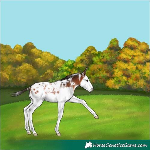 Horse Color:Gray White Spotted Bay Splash Appaloosa Rabicano 