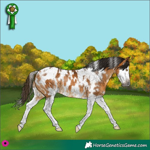 Horse Color:Gray White Spotted Buckskin Splash Blanket 