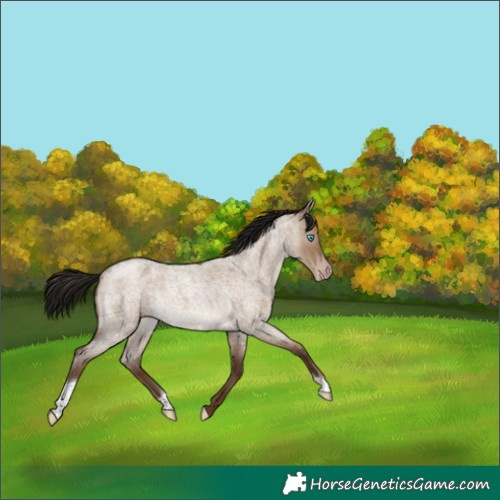 Horse Color:Gray Classic Champagne Roan Dun Tobiano Rabicano 